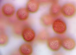 Attēlu rezultāti vaicājumam “Badhamiopsis macrospora macro”