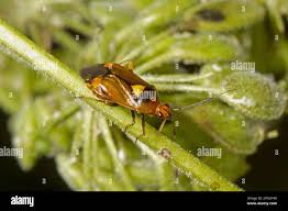 Attēlu rezultāti vaicājumam “Miridae”