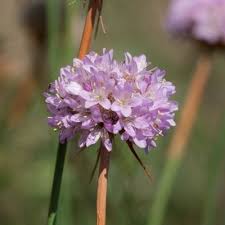 Attēlu rezultāti vaicājumam “Armeria vulgaris”