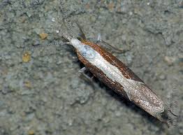 Attēlu rezultāti vaicājumam “Ypsolopha dentella”