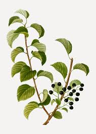 Attēlu rezultāti vaicājumam “Sambucus nigra leaf”