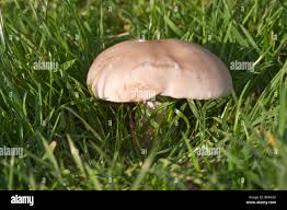 Attēlu rezultāti vaicājumam “Lepista sp.”