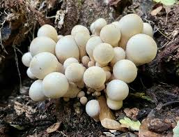 Attēlu rezultāti vaicājumam “Lycoperdon pyriforme young”