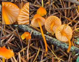 Attēlu rezultāti vaicājumam “Mycena”