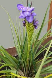 Image result for tillandsia umbellata
