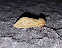 Attēlu rezultāti vaicājumam “Hepialus humuli”