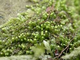 Attēlu rezultāti vaicājumam “Harpanthus scutatus”