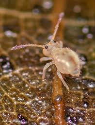 Attēlu rezultāti vaicājumam “Vibrissea decolorans”