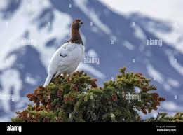 Image result for Lagopus muta