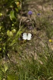 Attēlu rezultāti vaicājumam “Colias palaeno”