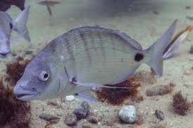 Image result for Diplodus