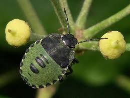 Attēlu rezultāti vaicājumam “Palomena prasina nymph”