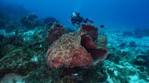 Resultado de imagen para cozumel dive