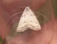 Attēlu rezultāti vaicājumam “Nola aerugula”