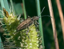 Attēlu rezultāti vaicājumam “Donacia”