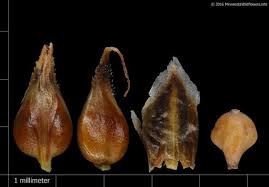 Attēlu rezultāti vaicājumam “Carex diandra leaf”