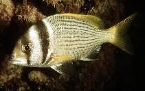Image result for Polysteganus undulosus