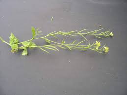 Attēlu rezultāti vaicājumam “Sinapis alba fruit”