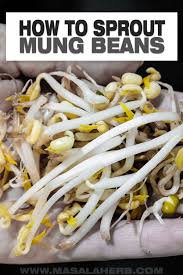 Image result for bean sprout