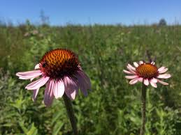Image result for Echinacea angustifolia