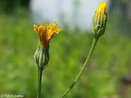 Attēlu rezultāti vaicājumam “Crepis tectorum flower”