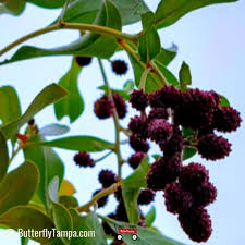 Attēlu rezultāti vaicājumam “Symphytocarpus trechisporus young”
