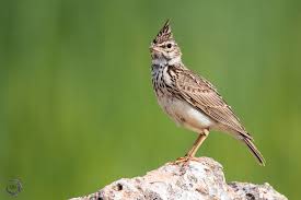 Attēlu rezultāti vaicājumam “Galerida cristata”