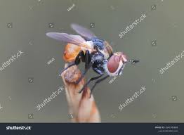 Attēlu rezultāti vaicājumam “Gymnosoma sp.”