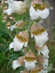Image result for Digitalis lanata