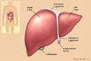 The Liver (Human Anatomy): Liver Picture, Definition, Function ...
