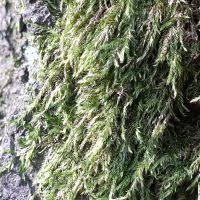 Attēlu rezultāti vaicājumam “Anomodon viticulosus”