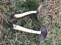 Attēlu rezultāti vaicājumam “Stropharia albocrenulata”