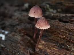 Attēlu rezultāti vaicājumam “Mycena haematopus”