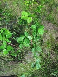 Attēlu rezultāti vaicājumam “Rubus plicatus leaf”