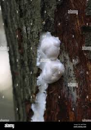 Attēlu rezultāti vaicājumam “Reticularia lycoperdon”