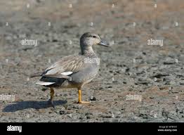 Attēlu rezultāti vaicājumam “Anas strepera”