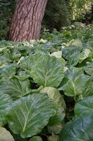 Attēlu rezultāti vaicājumam “Bergenia crassifolia”