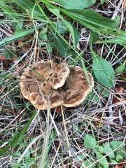 Attēlu rezultāti vaicājumam “Onnia tomentosa”