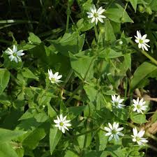 Attēlu rezultāti vaicājumam “Myosoton aquaticum”