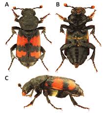 Attēlu rezultāti vaicājumam “Nicrophorus investigator imago”