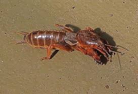 Attēlu rezultāti vaicājumam “Gryllotalpa gryllotalpa”