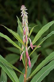 Attēlu rezultāti vaicājumam “Epilobium angustifolium leaf”