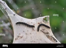 Attēlu rezultāti vaicājumam “Eriogaster lanestris larva”