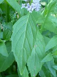 Attēlu rezultāti vaicājumam “Mentha arvensis leaf”