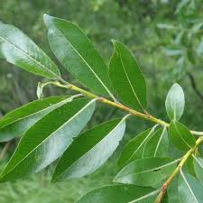 Attēlu rezultāti vaicājumam “Salix daphnoides leaf”