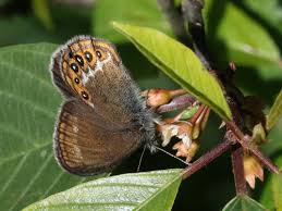 Attēlu rezultāti vaicājumam “Coenonympha hero underside”