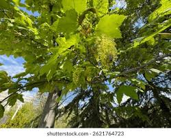 Attēlu rezultāti vaicājumam “Acer pseudoplatanus fo. purpurascens flower”
