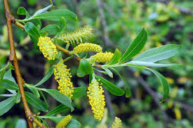 Attēlu rezultāti vaicājumam “Salix x fragilis”