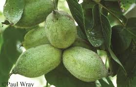 Attēlu rezultāti vaicājumam “Juglans cinerea”