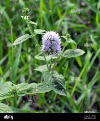 Attēlu rezultāti vaicājumam “Mentha aquatica”